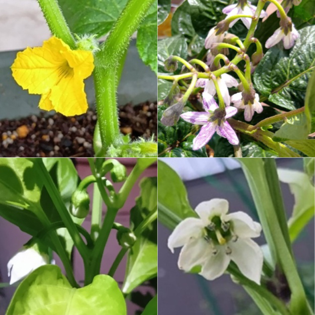 苗植え