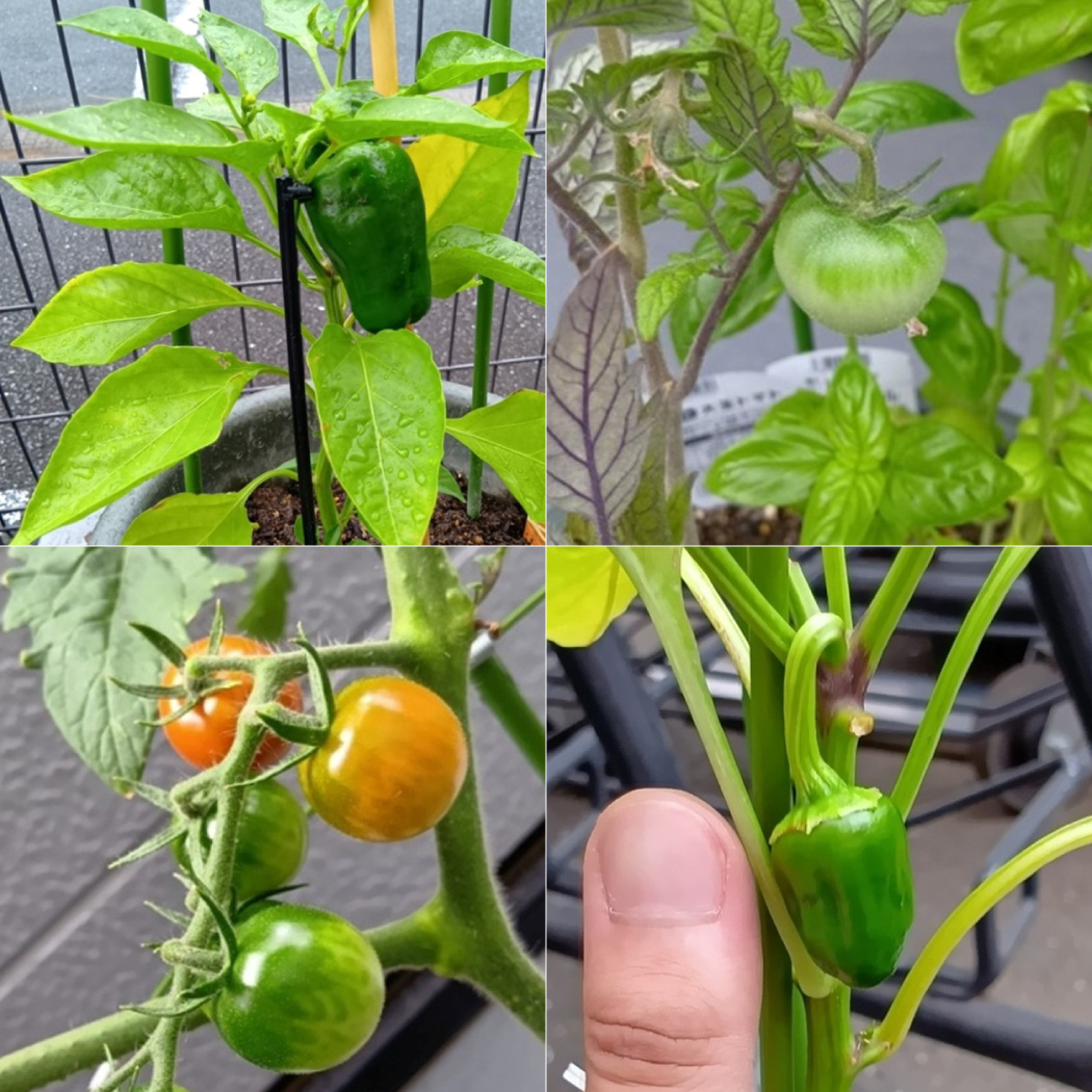 苗植え