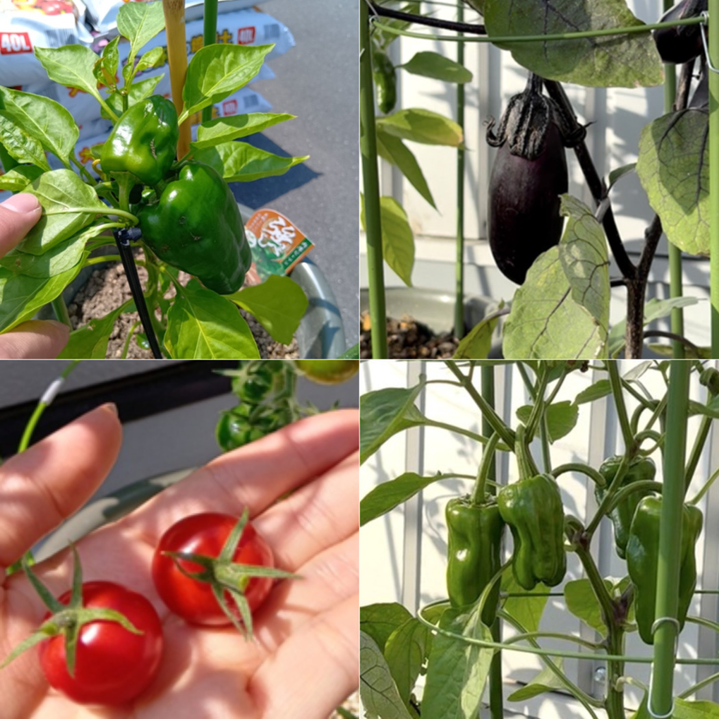 苗植え