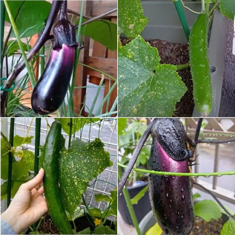 苗植え
