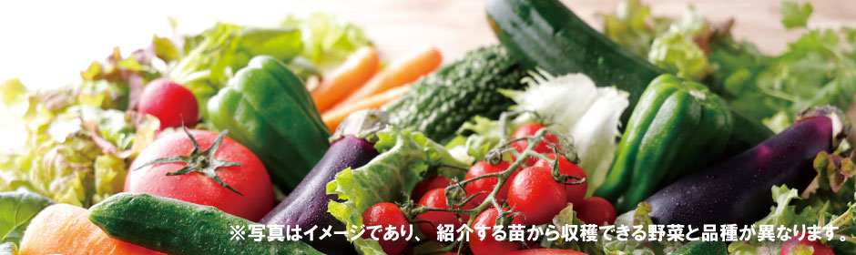 夏野菜特集
