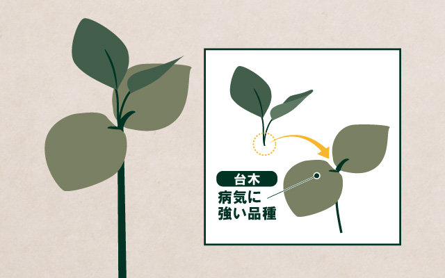 病気に強い