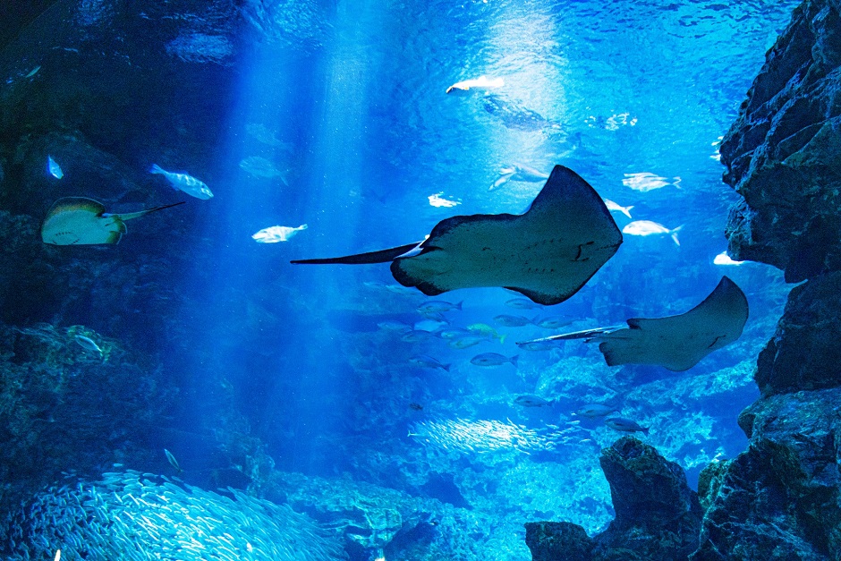 海の生物